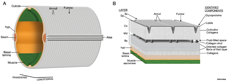 ACutFIG 1 Stucture and composition of adult cuticle