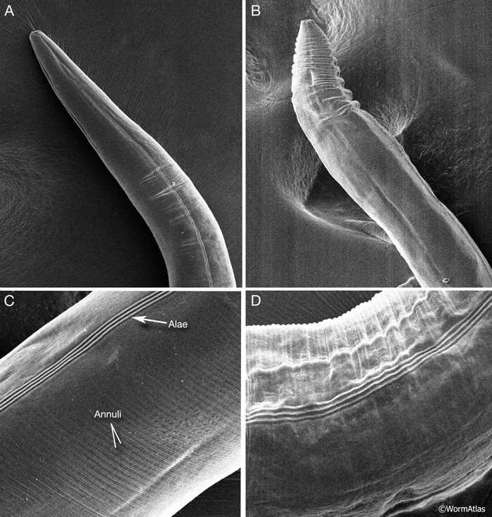 ACutFIG 2A-D: SEMs of young and older C. elegans showing increased wrinkling in the cuticle.