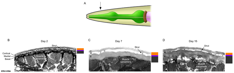 ACutFIG 4: Cuticle growth in the anterior head region during adulthood.