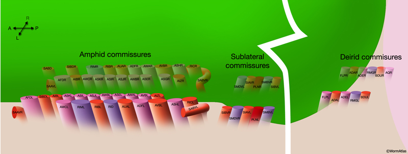 NeuroFIG 16 Disposition of neuron tracts in all four head commissures