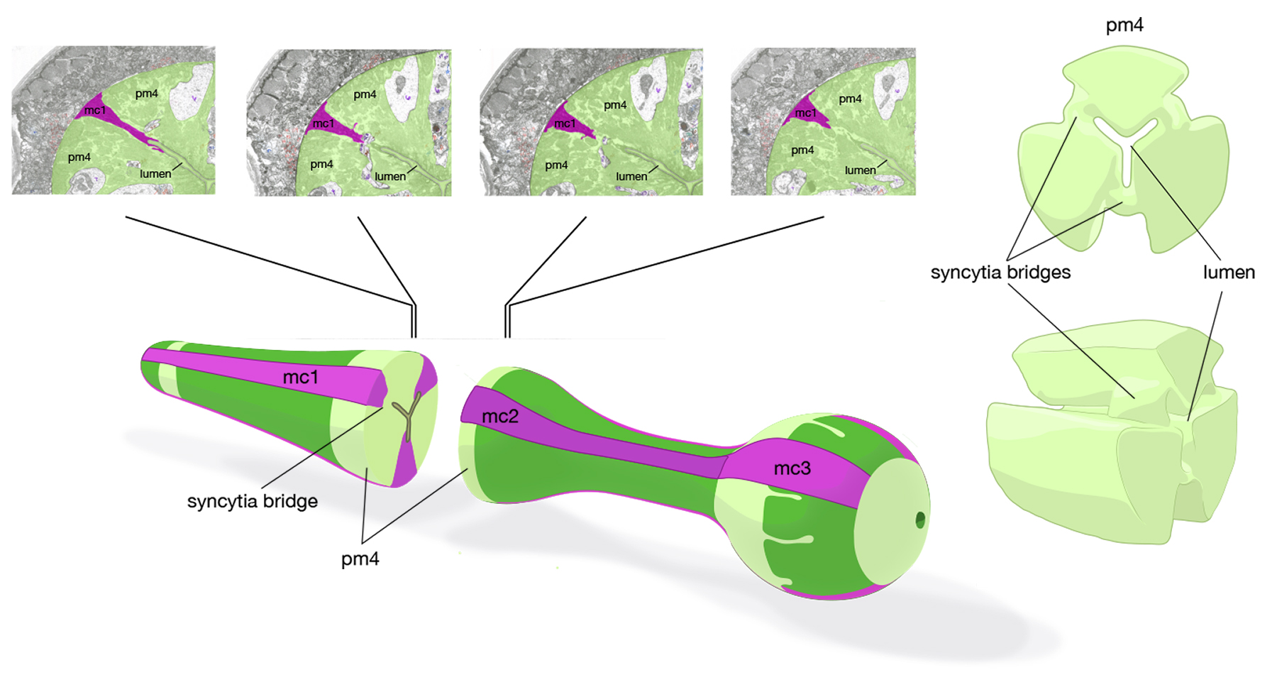 PhaFIG 6 Muscle cells of the pharynx