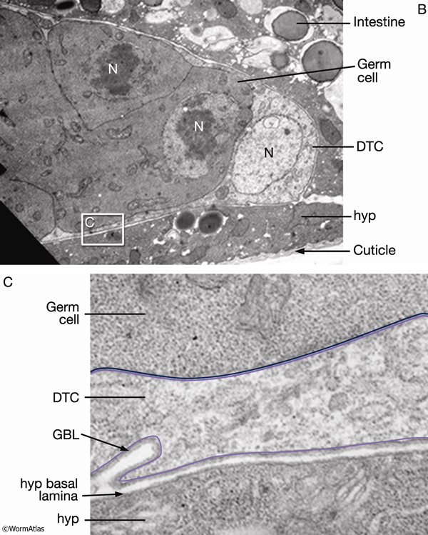 SomaticFIG 2B&C: Transmission electron micrograph images of the DTC