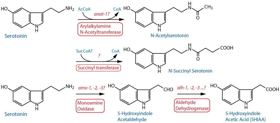 serotonin oxidation