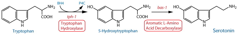 serotonin synthesis