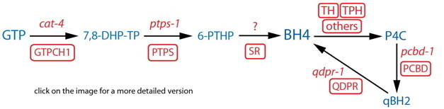 BH4 synthesis