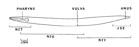 NeuroFIG 21 Chemical synapses and NMJs occur en passant in C. elegans