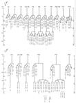 Dosal DA and DB neurons