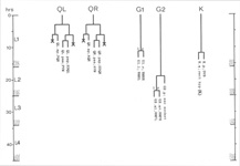 VC neurons