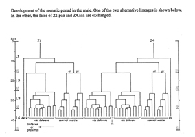 Dosal DA and DB neurons