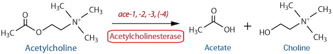 acetylcholine catabolism