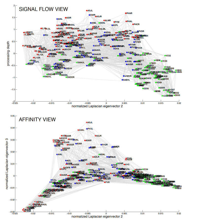 NeuroFIG 21 Chemical synapses and NMJs occur en passant in C. elegans