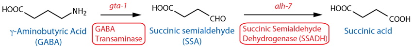 tyramine succinylation