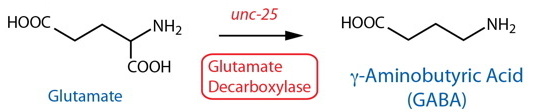 GABA synthesis