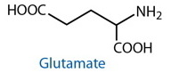 Glu structure