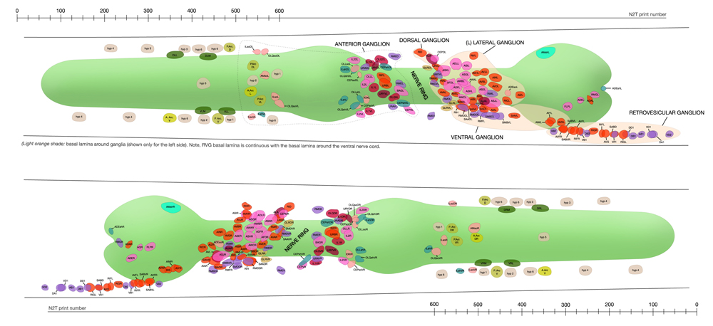 Head neurons adult