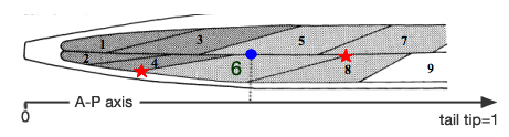 NeuroFIG 21 Chemical synapses and NMJs occur en passant in C. elegans