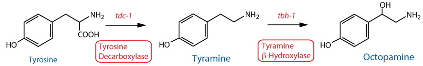 octopamine synthesis