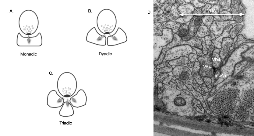 NeuroFIG 21 Chemical synapses and NMJs occur en passant in C. elegans