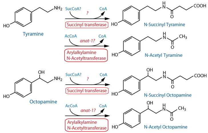 tyramine succinylation